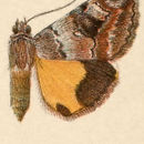 Image of Jair Underwing