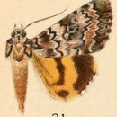 Image of Connubial Underwing