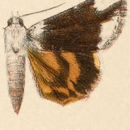 Image of Little Nymph Underwing