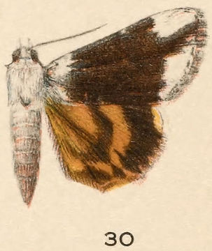 Image of Little Nymph Underwing