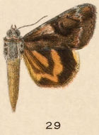 Image of Little Nymph Underwing