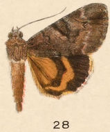 Image of Little Nymph Underwing