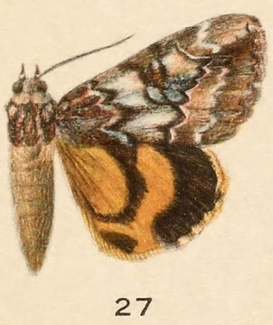 Image of Little Nymph Underwing