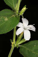 Imagem de Barleria obtusa Nees