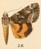 Image of Little Nymph Underwing