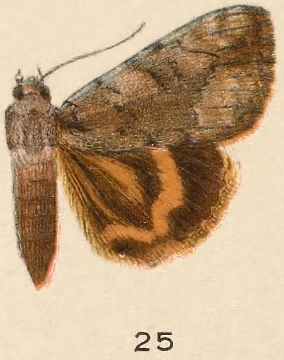 Image of Little Nymph Underwing