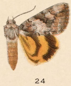 Image of Little Nymph Underwing