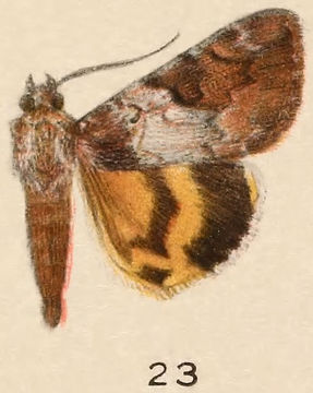 Image of Little Nymph Underwing