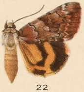 Image of Little Nymph Underwing