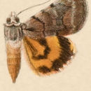 Image of Catocala manitoba Beutenmüller 1908