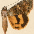 Image of Andromache Underwing