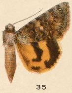 Image of Andromache Underwing