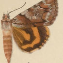 Image of Charming Underwing