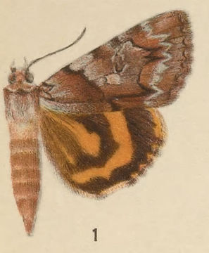 Image of Charming Underwing