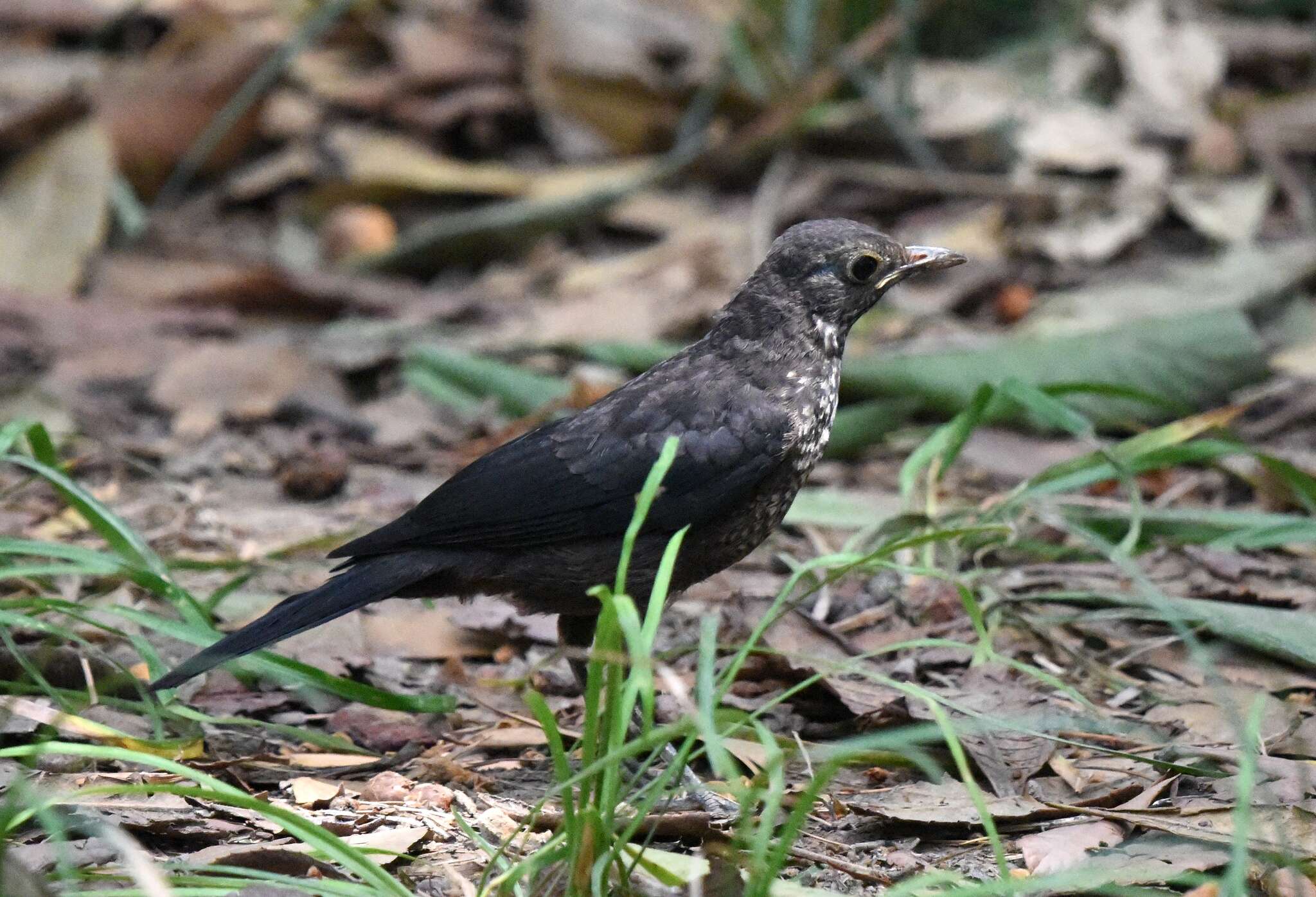 Image of Chinese Blackbird