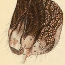 Image of Hawthorn Underwing