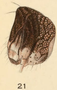 Image of Hawthorn Underwing