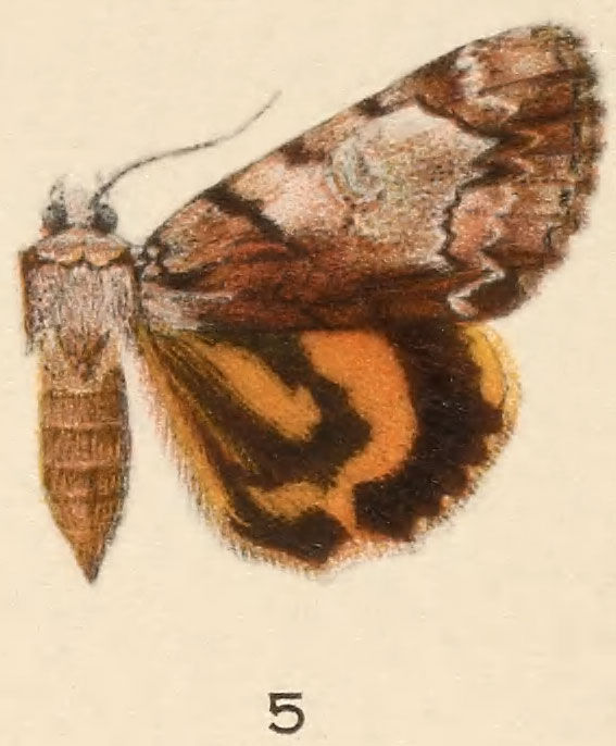 Image of Hawthorn Underwing