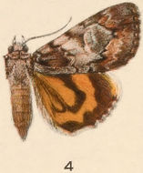 Image of Hawthorn Underwing