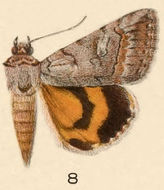 Image of Similar Underwing