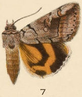 Image of Similar Underwing