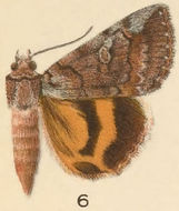 Image of Similar Underwing