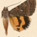 Image of Catocala chelidonia Grote 1881