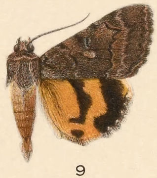 Image of Catocala chelidonia Grote 1881