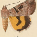 Image of Whitney's Underwing Moth