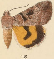 Image of Whitney's Underwing Moth