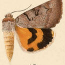 Image of Abbreviated Underwing Moth
