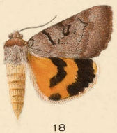 Image of Abbreviated Underwing Moth