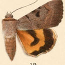 Image of Married Underwing