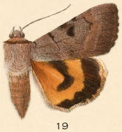 Image of Married Underwing