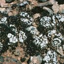 Image of cerebral fishscale lichen