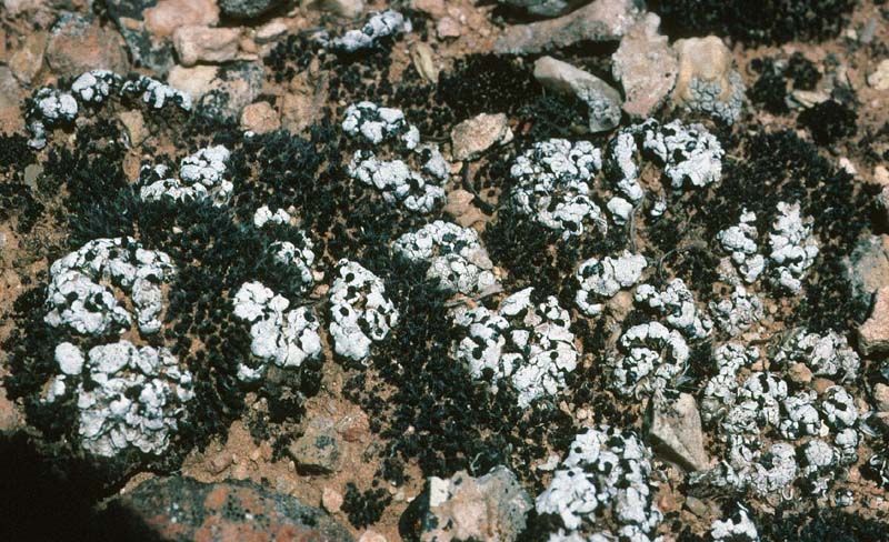 Image of cerebral fishscale lichen