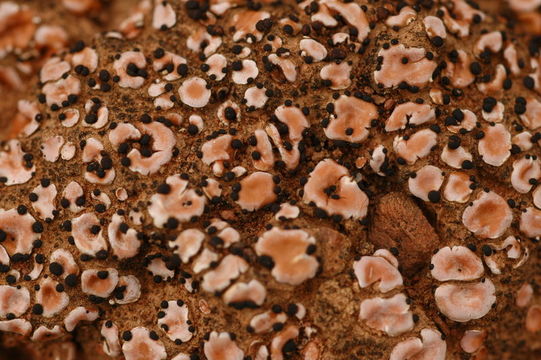 Image of crenate fishscale lichen