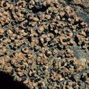 Image of lurid fishscale lichen