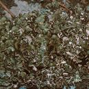 Image of Japanese fishscale lichen