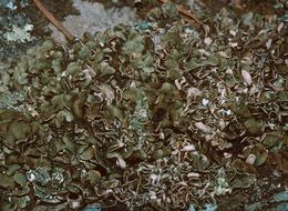 Image of Japanese fishscale lichen