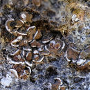 Image of false Russell's fishscale lichen