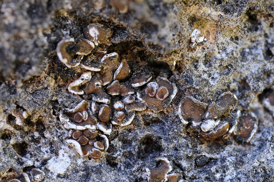 Image of false Russell's fishscale lichen