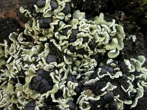 Image of fishscale lichen