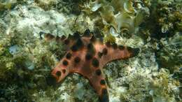 Image of chocolate chip sea star