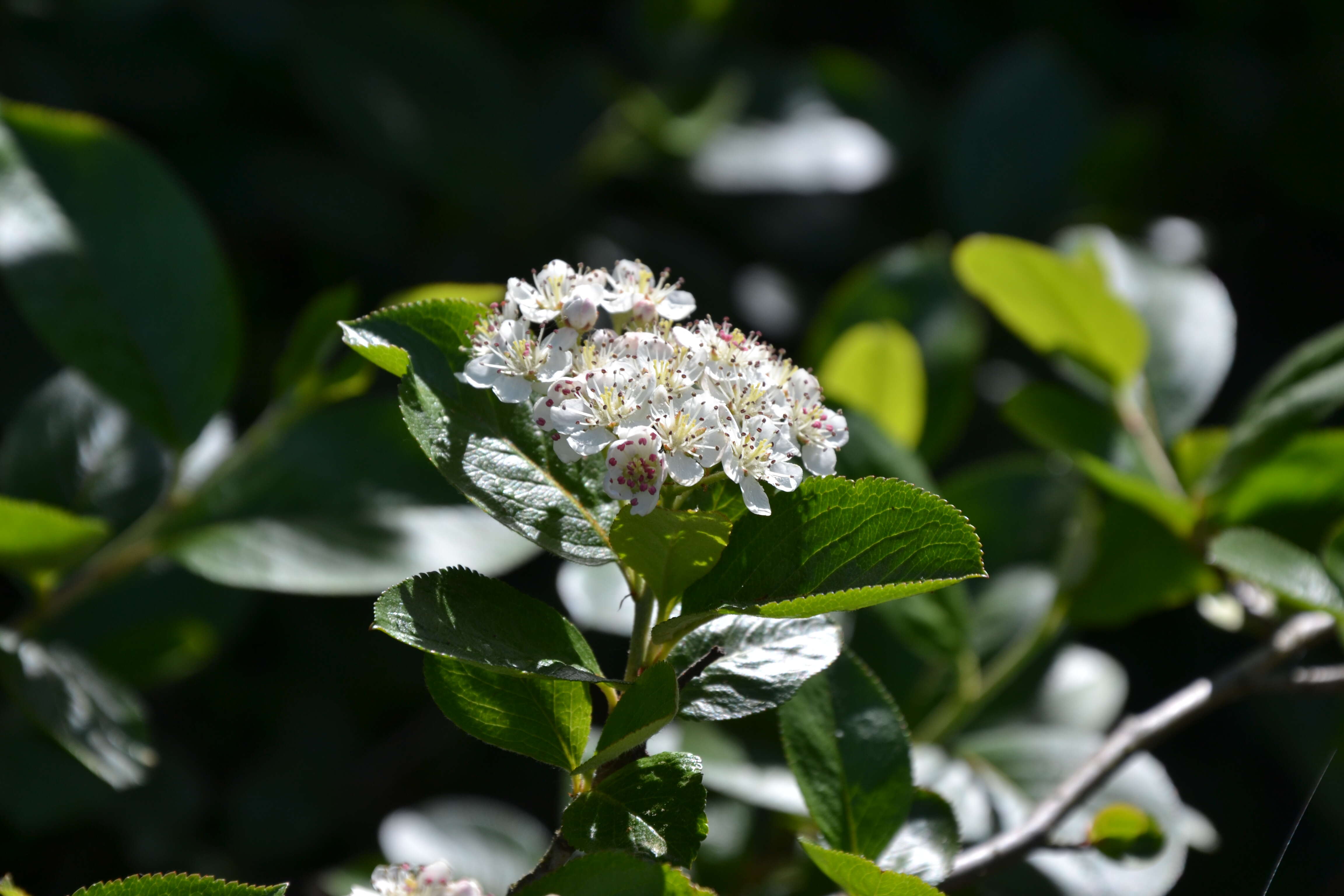 Image of Black Chokeberry