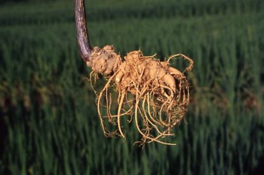 Image of Panax notoginseng (Burkill) F. H. Chen