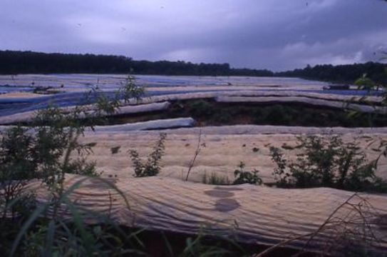 Image of Chinese ginseng