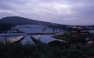 Image of Chinese ginseng