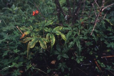 Image of Panax bipinnatifidus Seem.