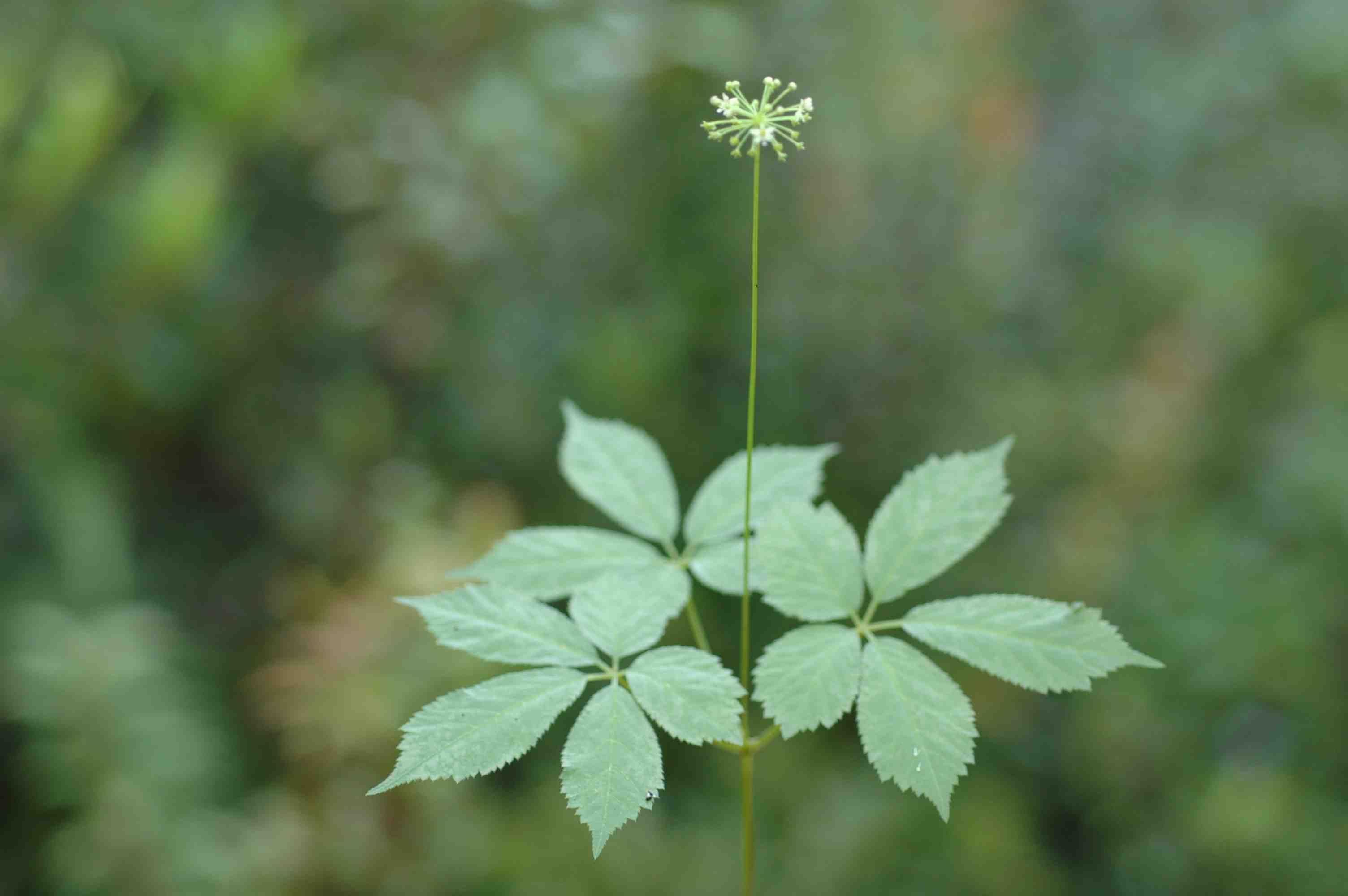 Image of Panax bipinnatifidus Seem.